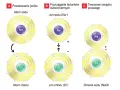 Tworzenie chlorku sodu (NaCl) z atomów sodu i chloru. Powstają jony Na+ i Cl-, które przyciągają się, tworząc związek.