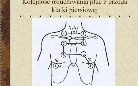 Schemat kolejności osłuchiwania płuc z przodu klatki piersiowej.