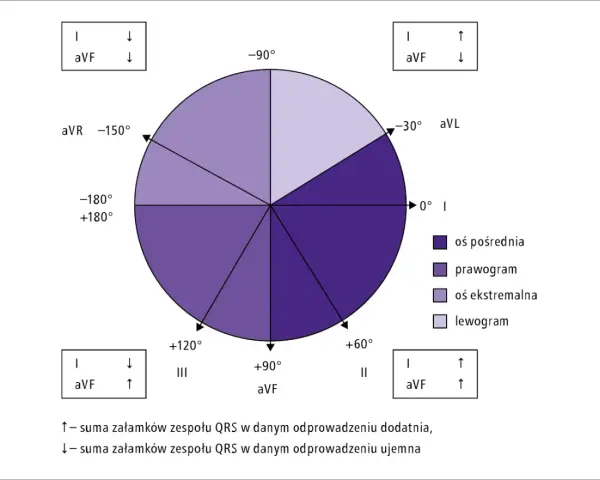 Diagram osi elektrycznej serca, kluczowy do zrozumienia, jak odczytać wynik EKG. Pokazuje rozmieszczenie odprowadzeń i ich kąty.